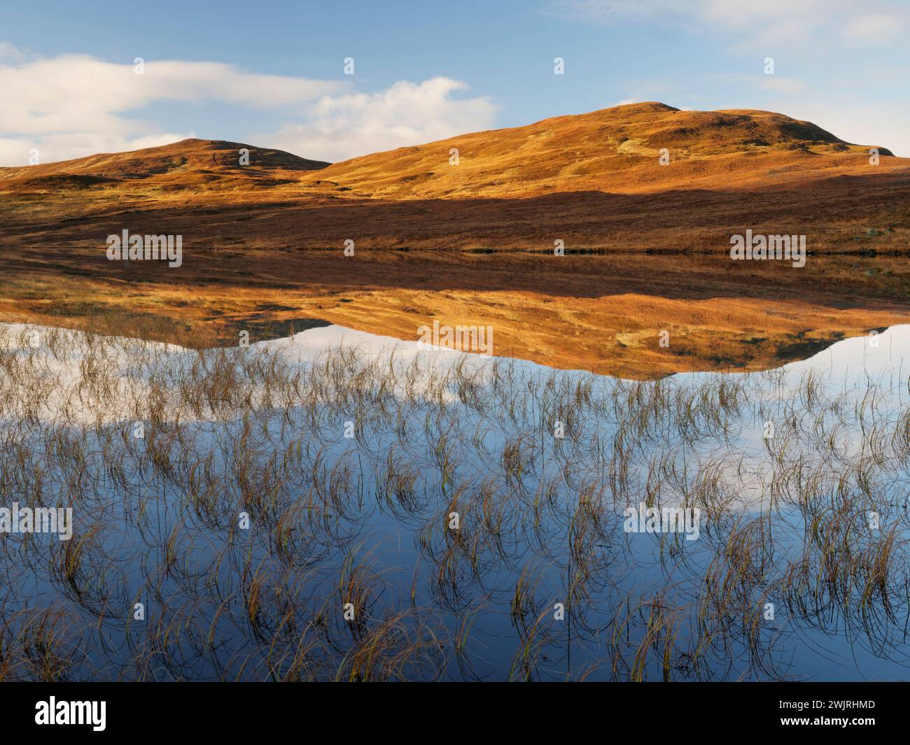 Canne su Loch Awe a Sutherland, Scozia Foto Stock