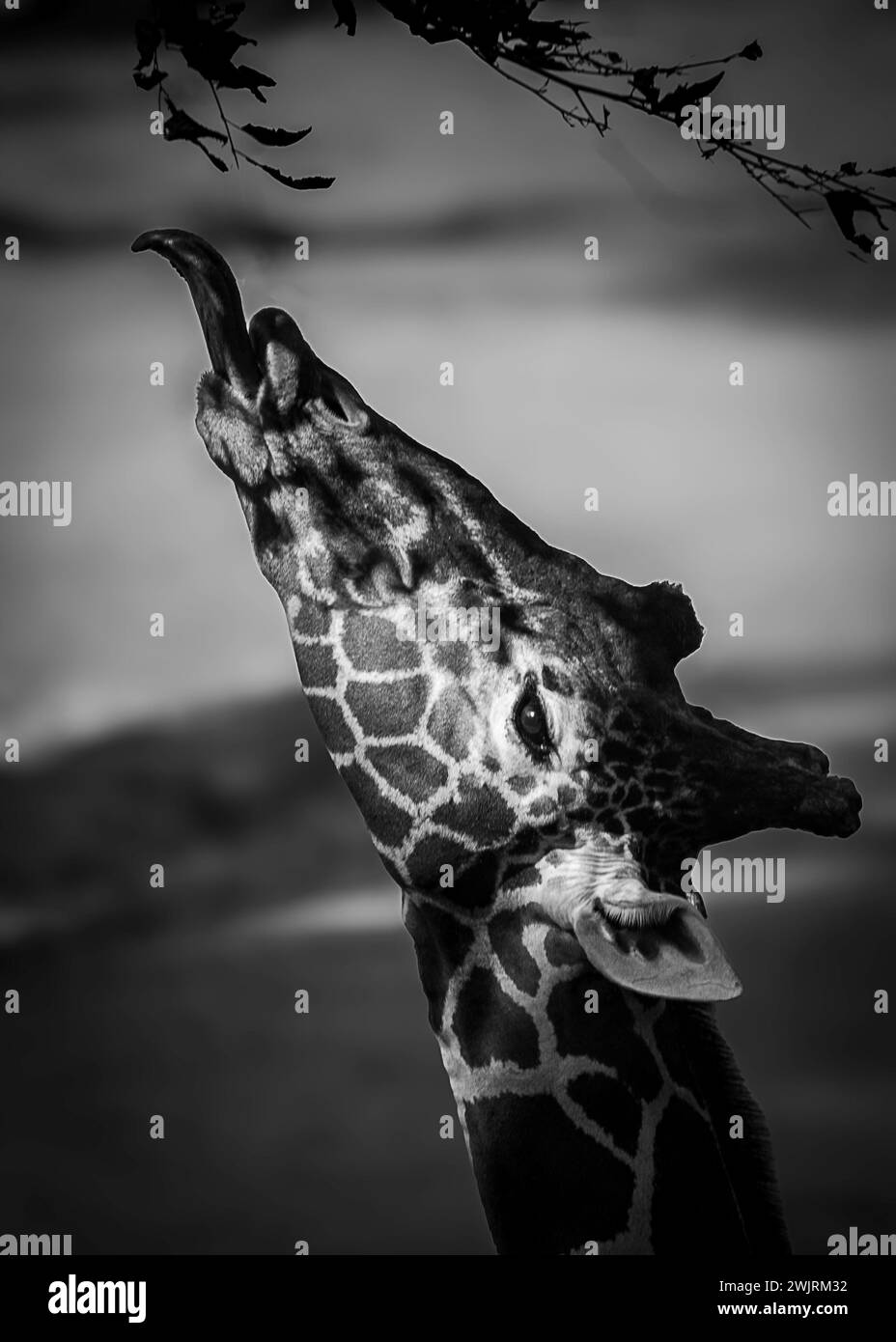 Giraffa che cerca le foglie Foto Stock