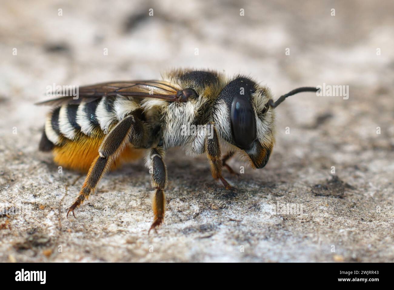 Primo piano dettagliato su una donna pelosa e colorata, megalachile albisecta, un'ape solitaria taglialegna a sezione bianca del Mediterraneo Foto Stock