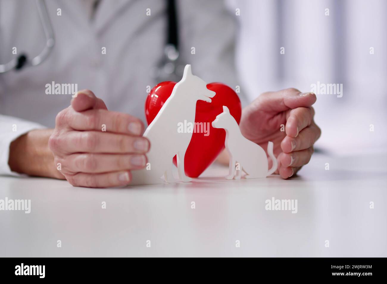 Assicurazione animali domestici. Cane sicuro e auto Foto Stock