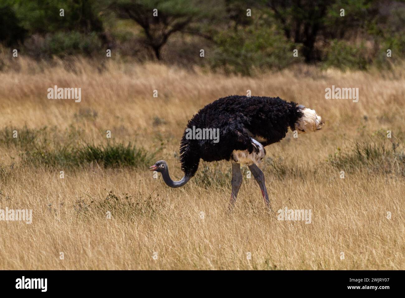 Struzzi somali (Struthio molybdophanes) nidificati nel Parco Nazionale di Samburu Foto Stock