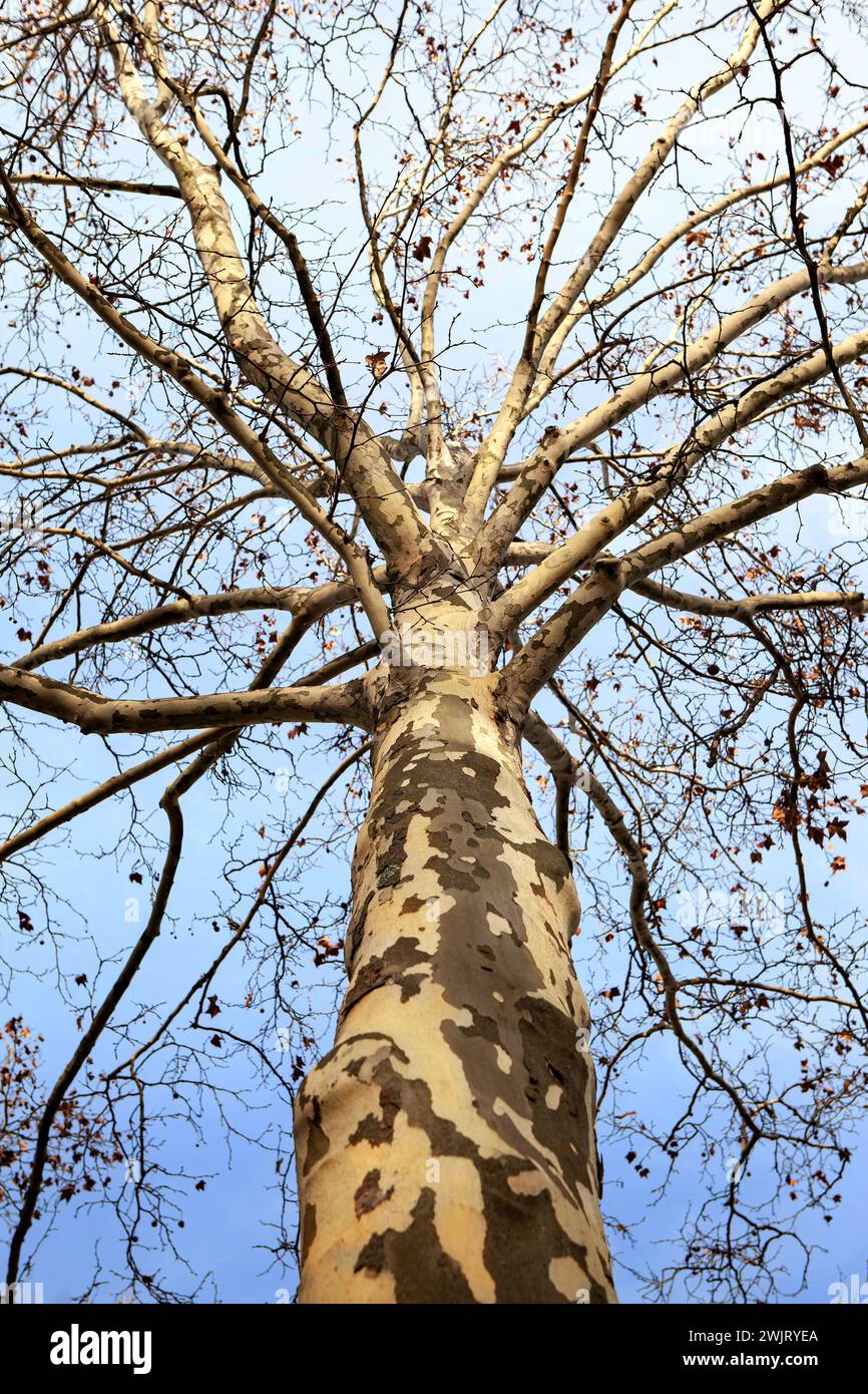 Tronco e corteccia di un platano Foto Stock