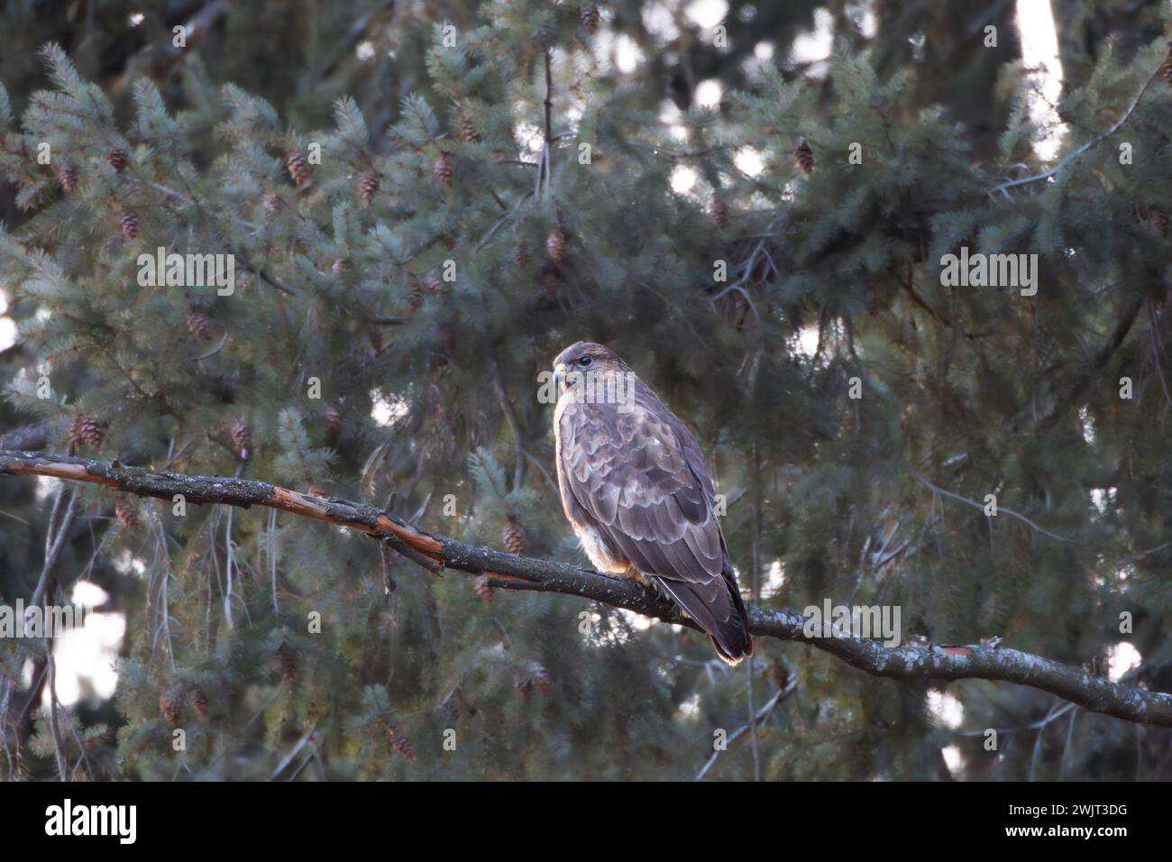 Buteo buteo sul ramo di abete rosso, il comune ronzio europeo, un bellissimo uccello preda in habitat naturale Foto Stock