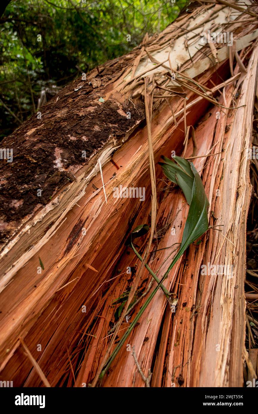 Danni da tempesta di freak tornado sulla foresta pluviale, Tamborine Mountain, Australia. Il giorno di Natale 2023. Tronco d'albero di eucaliptus grandis scattato mentre l'albero cadeva Foto Stock