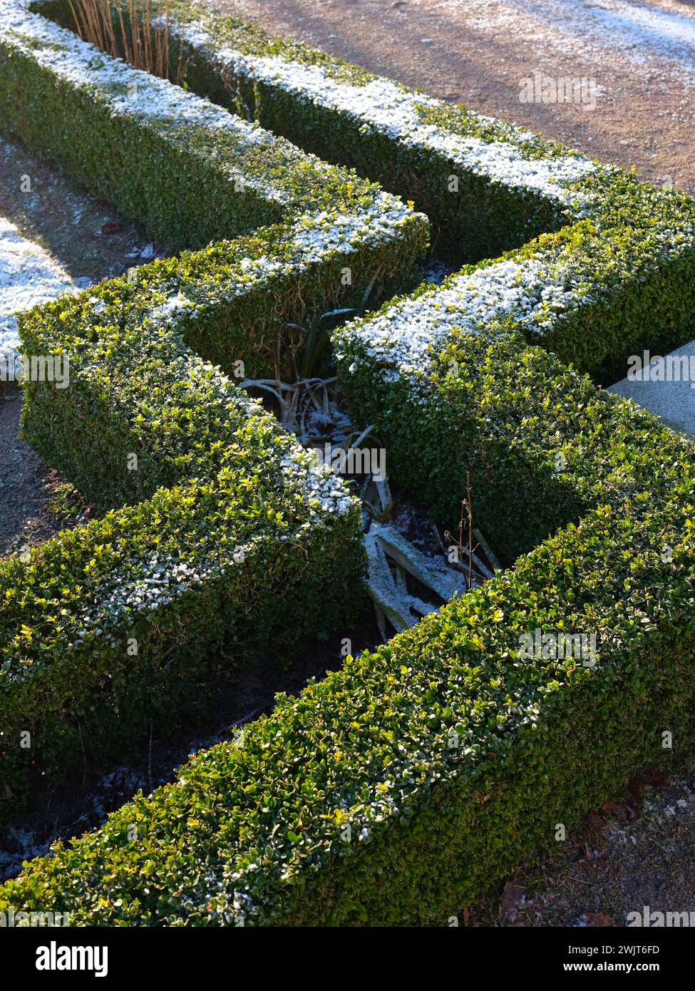 Siepe sempreverde dal taglio fresco ricoperta di ghiaccio. Foto Stock