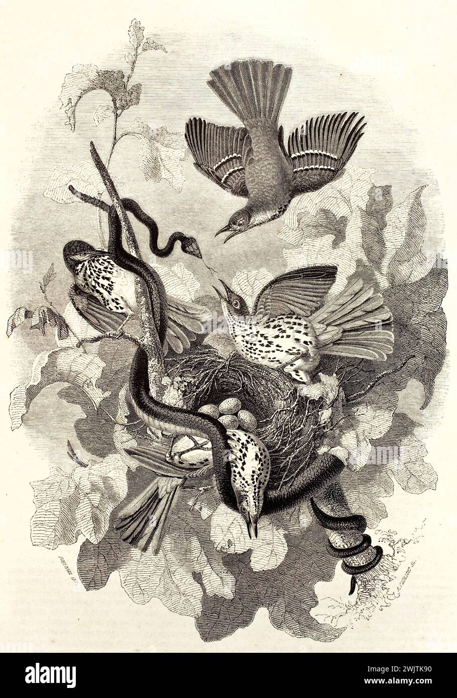 Brown thrasher che difende il nido dal serpente, incisione verticale in bianco e nero su sfondo bianco da Magasin Pittoresque, 1852. Foto Stock