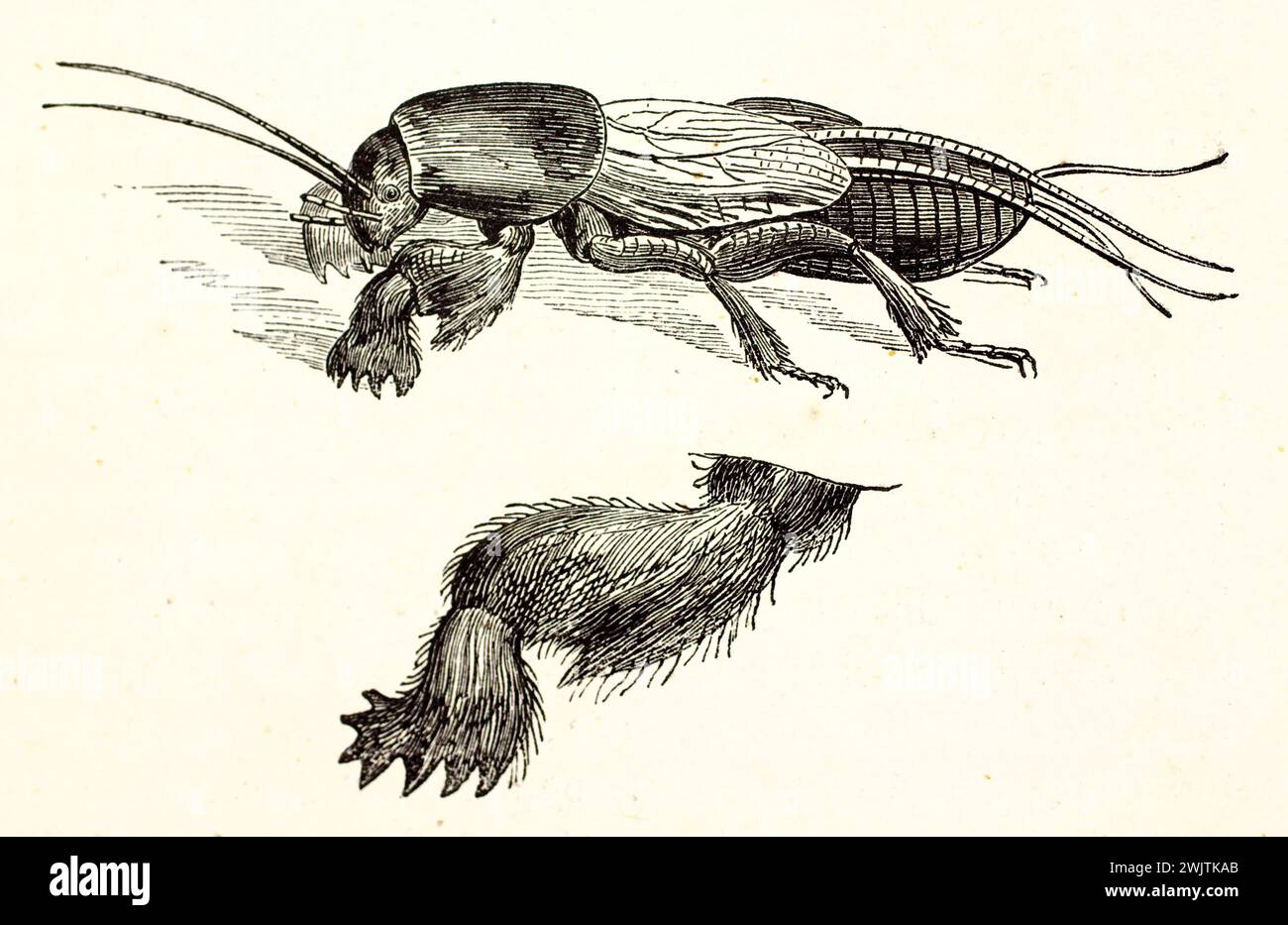 Cricket europeo con frontalino dettagliato, incisione scientifica orizzontale in bianco e nero su sfondo bianco di Magasin Pittoresque, 1852. Foto Stock