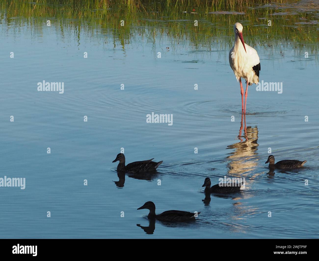 Uccello acquatico in uno stagno naturale Foto Stock