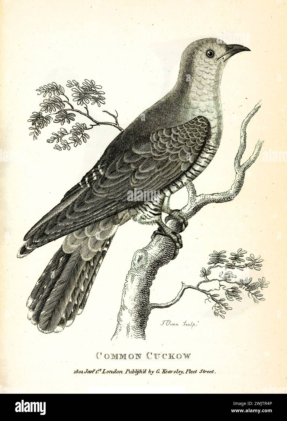 Cucù comune (Cuculus canorus) inciso da George Shaw, arroccato su un ramo di profilo. Pubblicato nel 1809, classica illustrazione ornitologica. Foto Stock