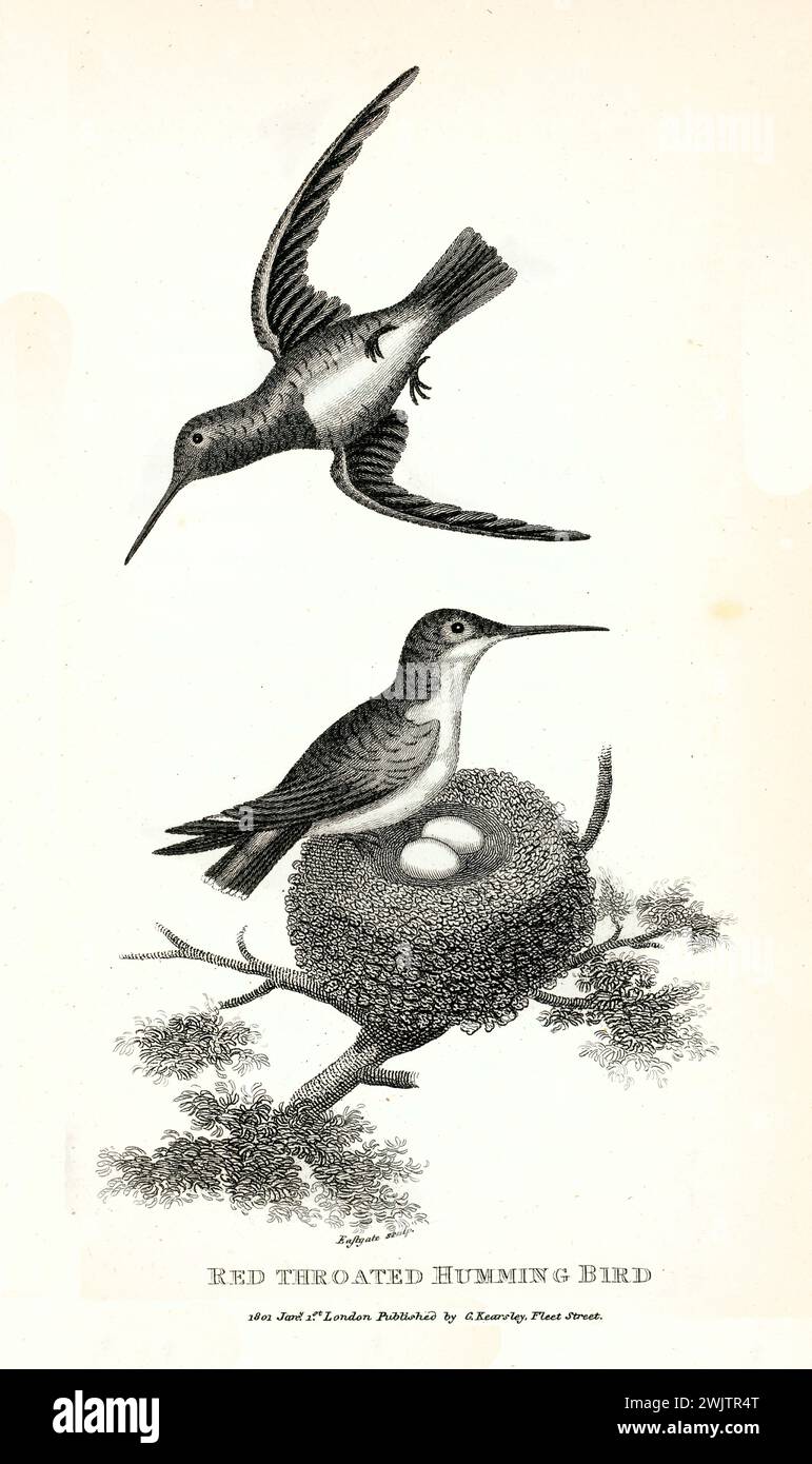 Colibrì dalla gola rubina (Archilochus colubris) vicino al nido, femmina seduta accanto alle uova. Incisa da George Shaw, pubblicata nel 1809. Foto Stock