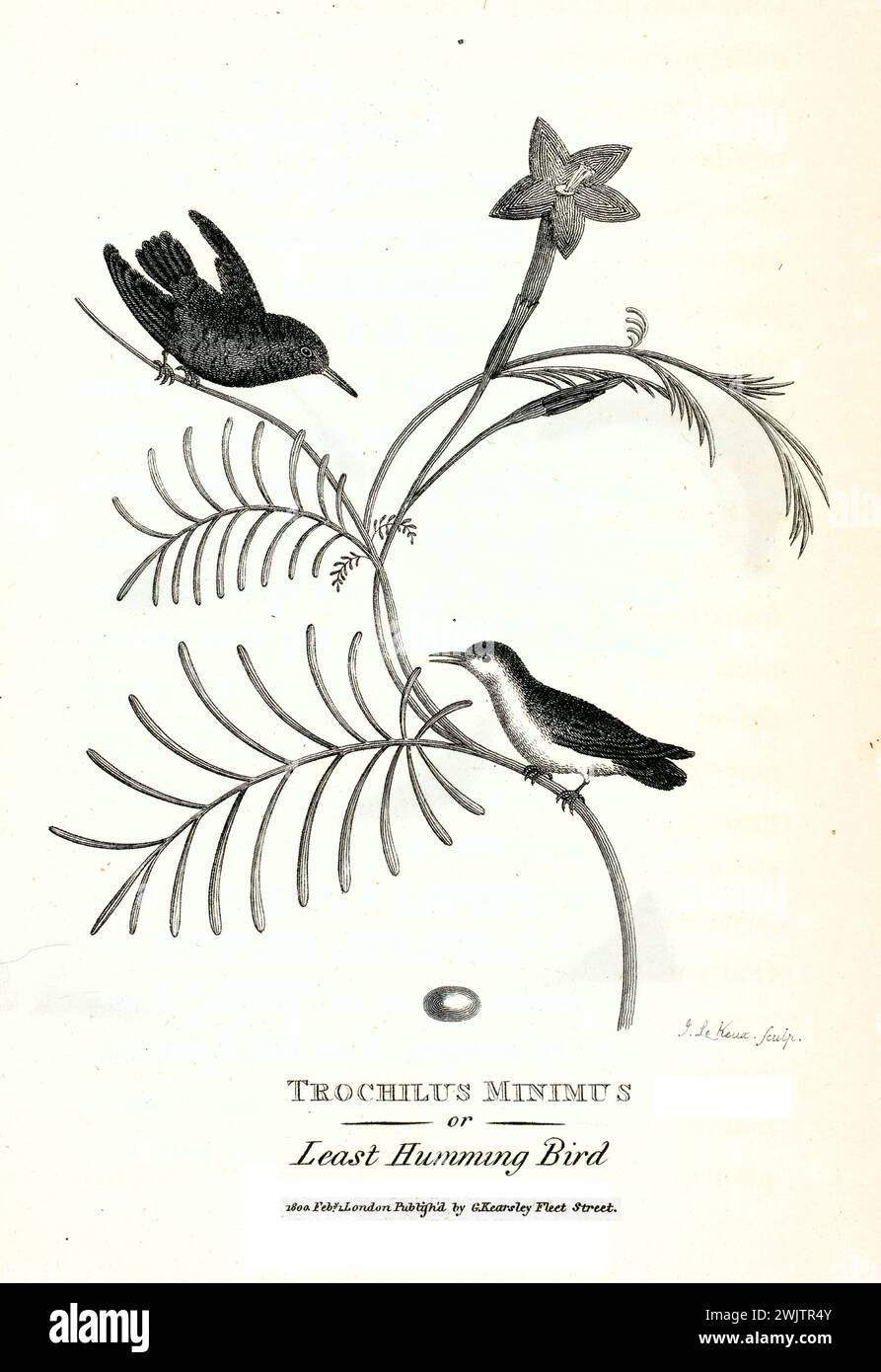Trochilus minimus colibrì arroccato su gambo ad arco, elegante curva botanica. Incisa da George Shaw, pubblicata nel 1809. Foto Stock