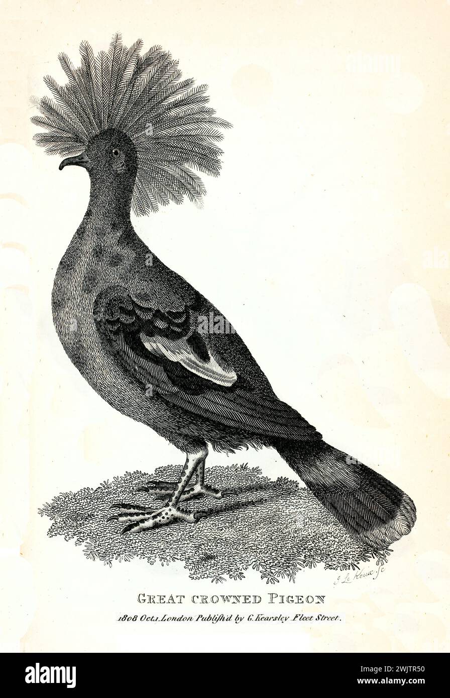 Grande piccione coronato con piumaggio crestato, mostrato in profilo su terreni erbosi. Incisa da George Shaw, pubblicata nel 1809. Foto Stock