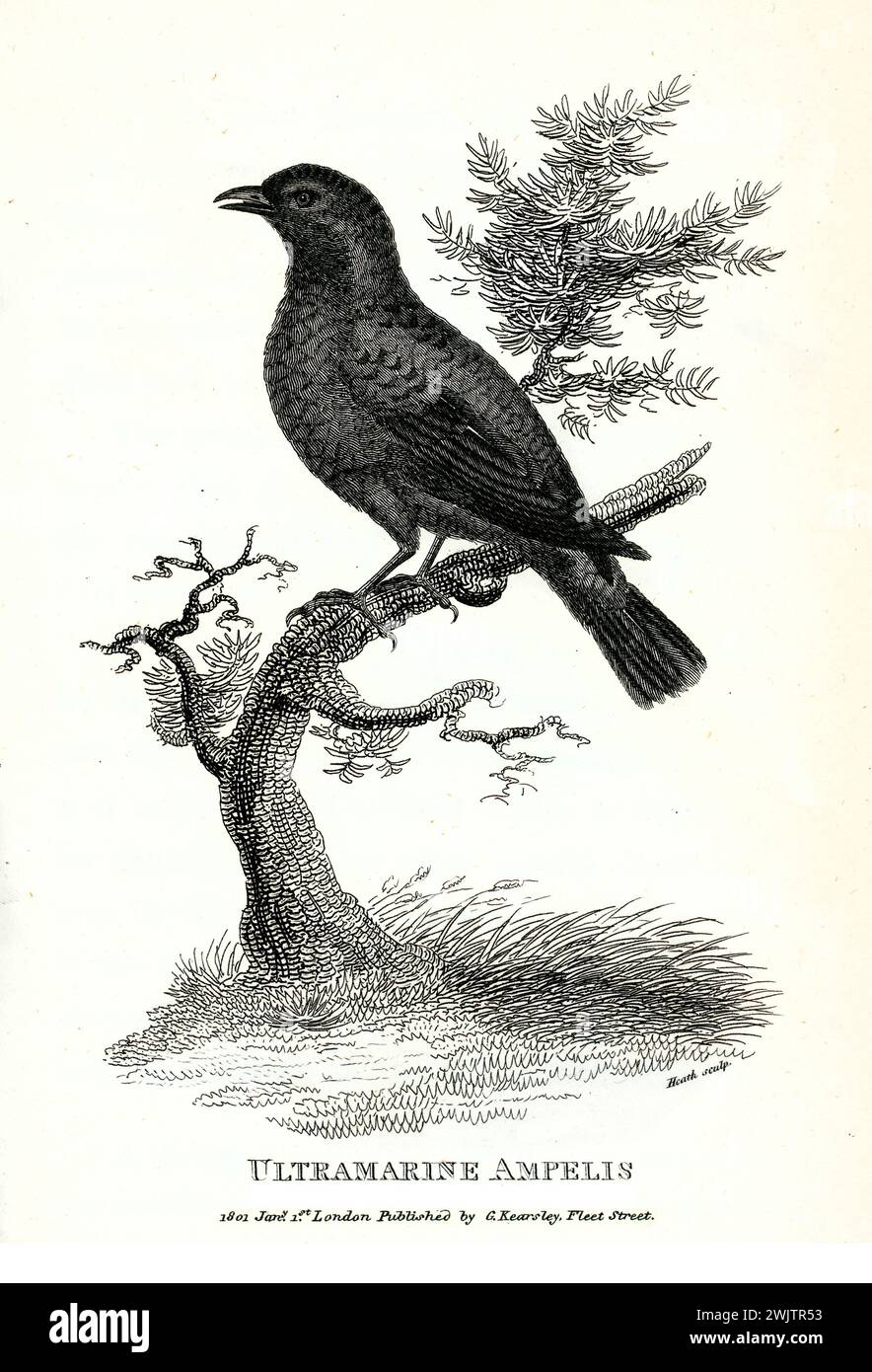 Illustrazione incisa di un uccello dalle piume scure, probabilmente una specie di corvo, arroccato su un ramo arbustivo. Pubblicato nel 1809 in Zoological Lectures di Shaw Foto Stock