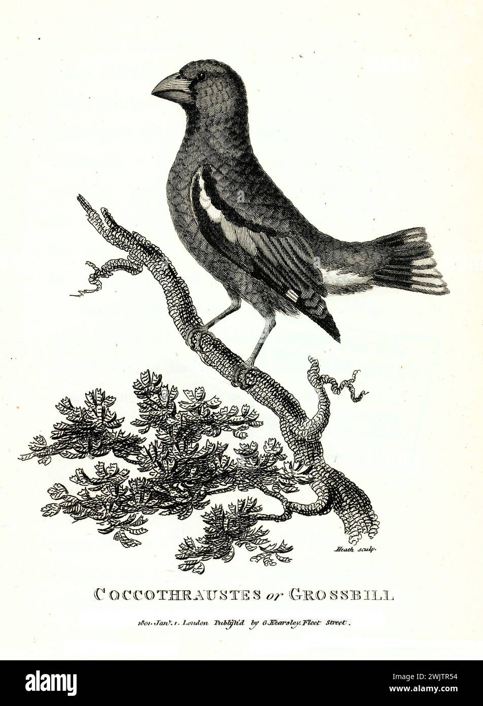 Illustrazione incisa di un Hawfinch (Coccothraustes coccothraustes) arroccato con orgoglio su un ramo. Pubblicato nel 1809 in Zoological Lectures di Shaw Foto Stock
