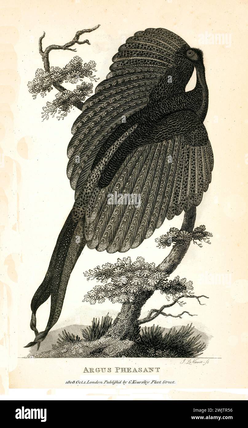 Vecchia illustrazione incisa di Argus Pheasant. Creato da George Shaw, pubblicato su Zoological Lectures, Londra, 1809 Foto Stock