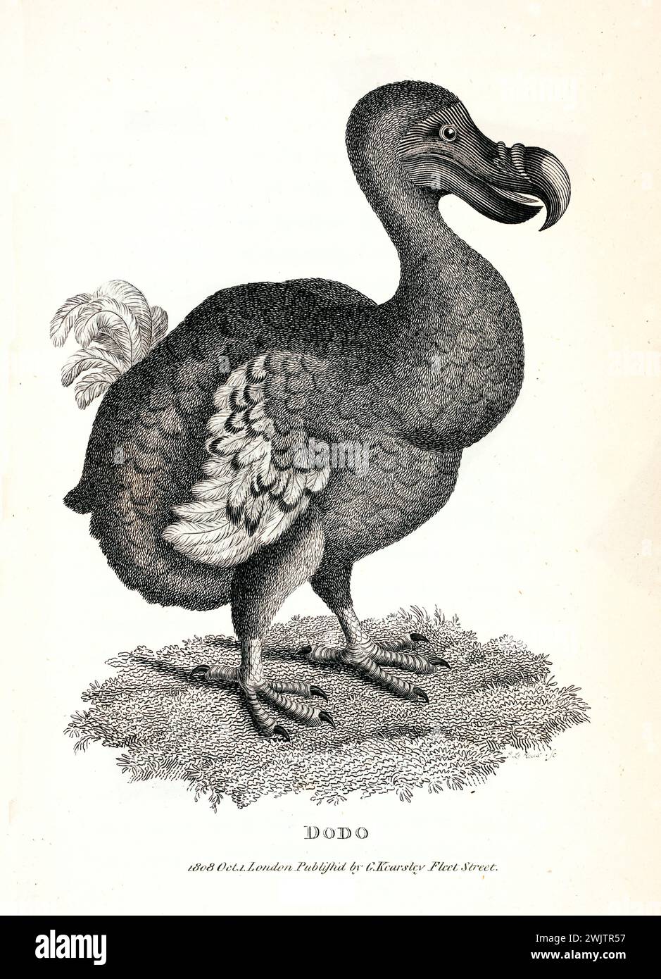 Dodo estinto (Raphus cucullatus) mostrato in posizione verticale su terreni erbosi. Pubblicato nel 1809, dettagliata incisione zoologica del rame del XIX secolo. Foto Stock