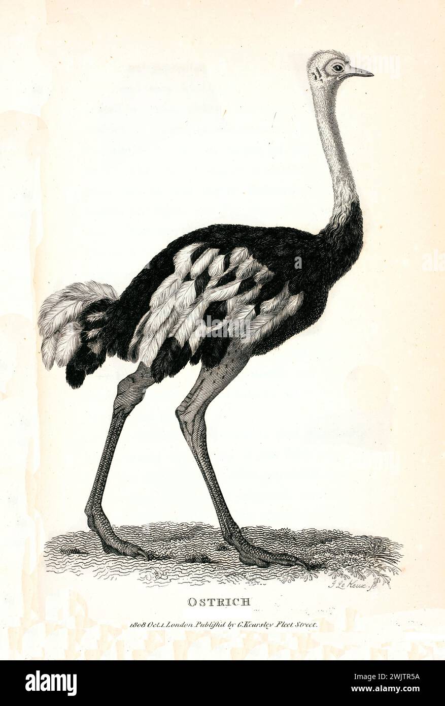 Struzzo inciso (Struthio camelus) mostrato in profilo su terreno erboso, a metà gradino. Pubblicato nel 1809, bella incisione zoologica del rame del XIX secolo. Foto Stock