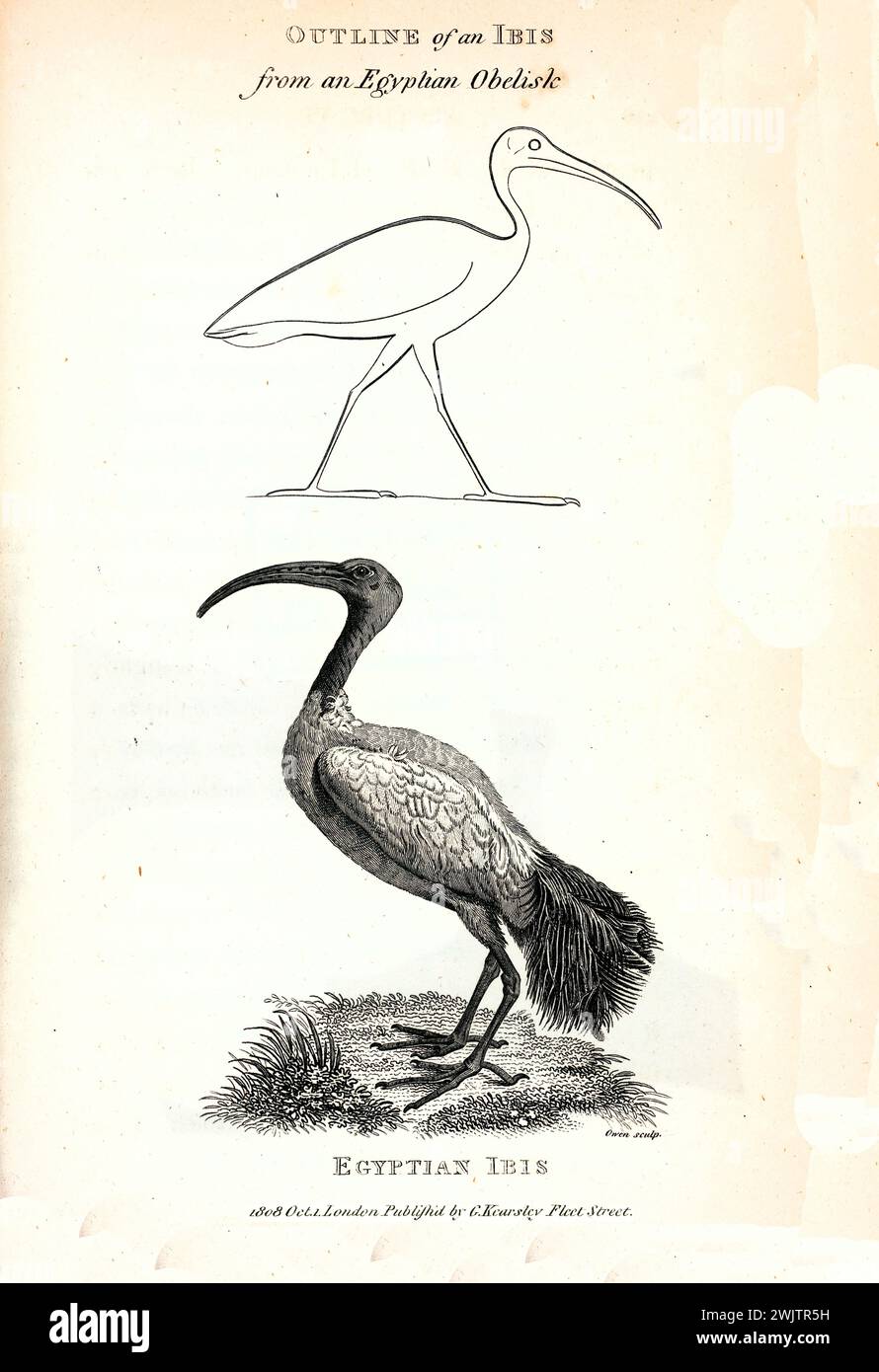 Vecchia illustrazione incisa dell'Ibis egiziano. Creato da George Shaw, pubblicato su Zoological Lectures, Londra, 1809 Foto Stock