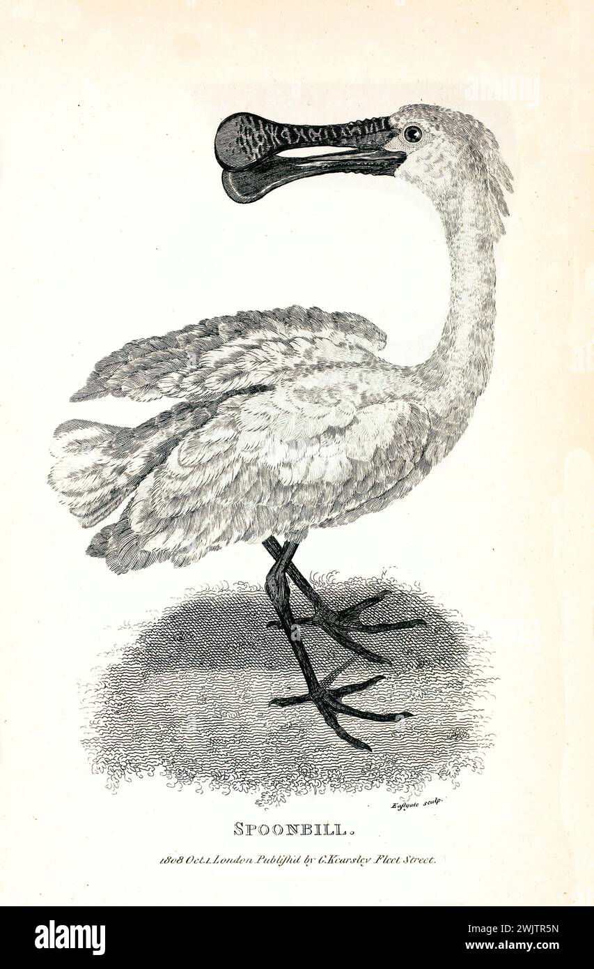 Beccuccio con beccuccio piatto, in piedi di profilo. Vecchia incisione zoologica di George Shaw, pubblicata nel 1809. Foto Stock