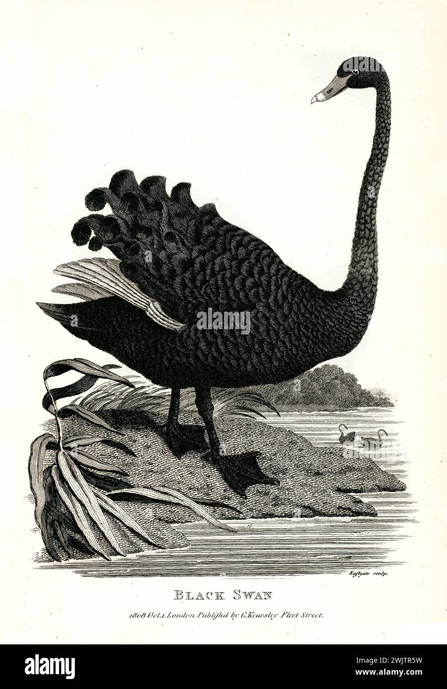 Vecchia illustrazione incisa di Black Swan. Creato da George Shaw, pubblicato su Zoological Lectures, Londra, 1809 Foto Stock