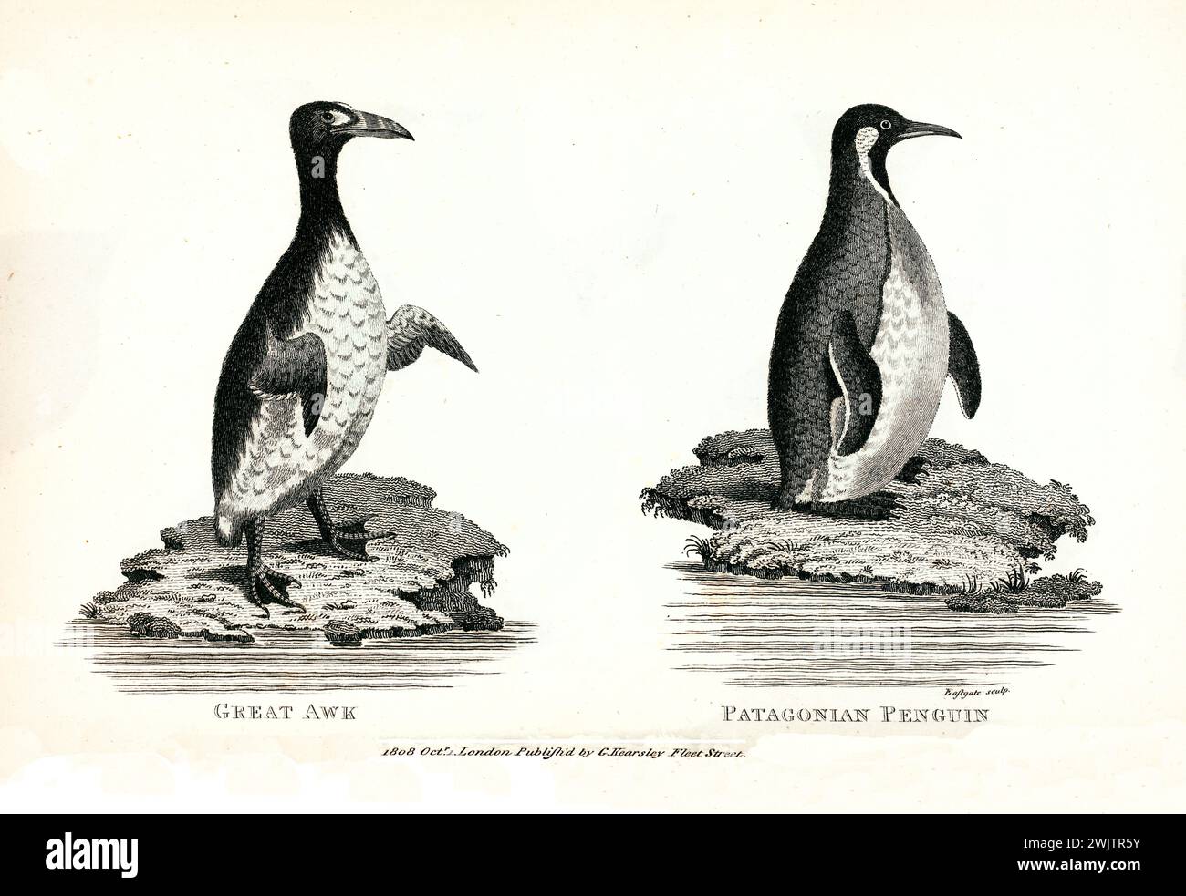 Illustrazione incisa di Great Auk e Pinguino della Patagonia in piedi sulle rocce costiere. Pubblicato da George Shaw nel 1809. Foto Stock