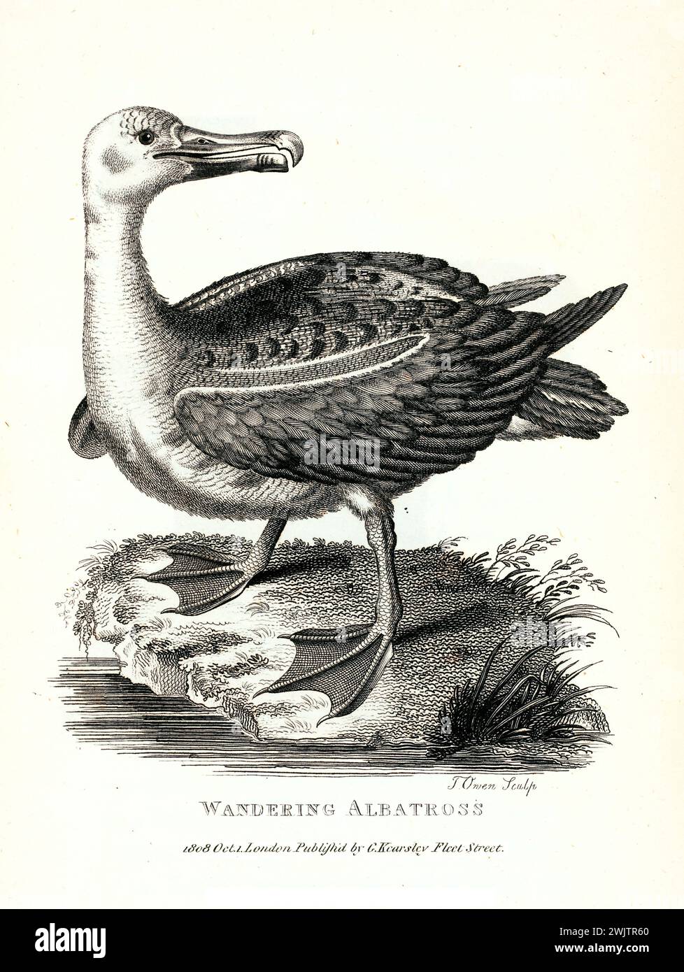Wandering Albatross nel profilo laterale su terreno roccioso, inciso da George Shaw e pubblicato nel 1809, evidenziando i dettagli del piumaggio e l'anatomia. Foto Stock