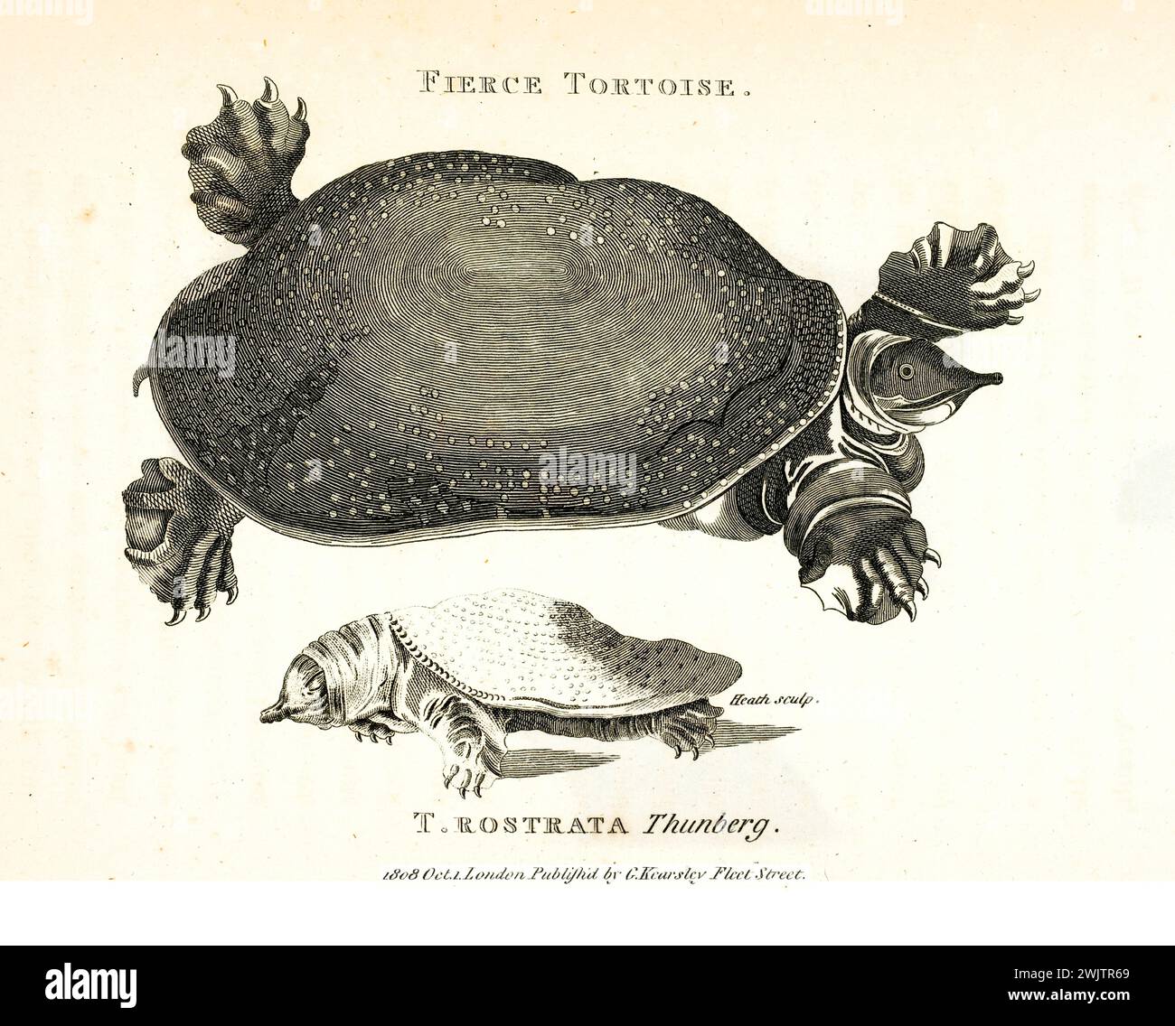 1809 incisione di Testudo rostrata e feroce Tartaruga, con guscio pesante e arti artigliati. Dalle lezioni zoologiche di George Shaw, Londra. Foto Stock