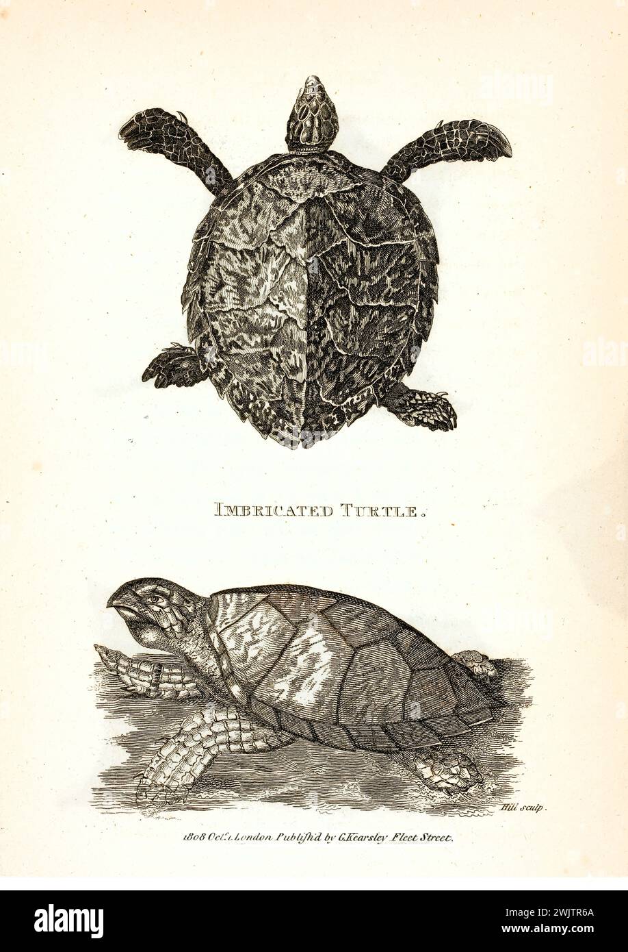Tartaruga imbottita raffigurata dall'alto e dal lato in acqua, con carapace seghettato e becco a uncino. Incisa da George Shaw nel 1809. Foto Stock