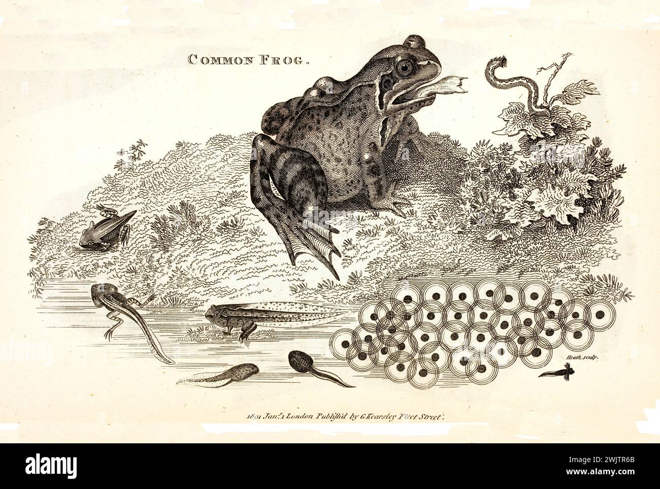 Rana comune (Rana temporaria) raffigurata nelle fasi di vita, dal tadpole all'adulto, che si nutre di un granturco, con dettagli vegetali. Incisa nel 1809 da George Shaw. Foto Stock