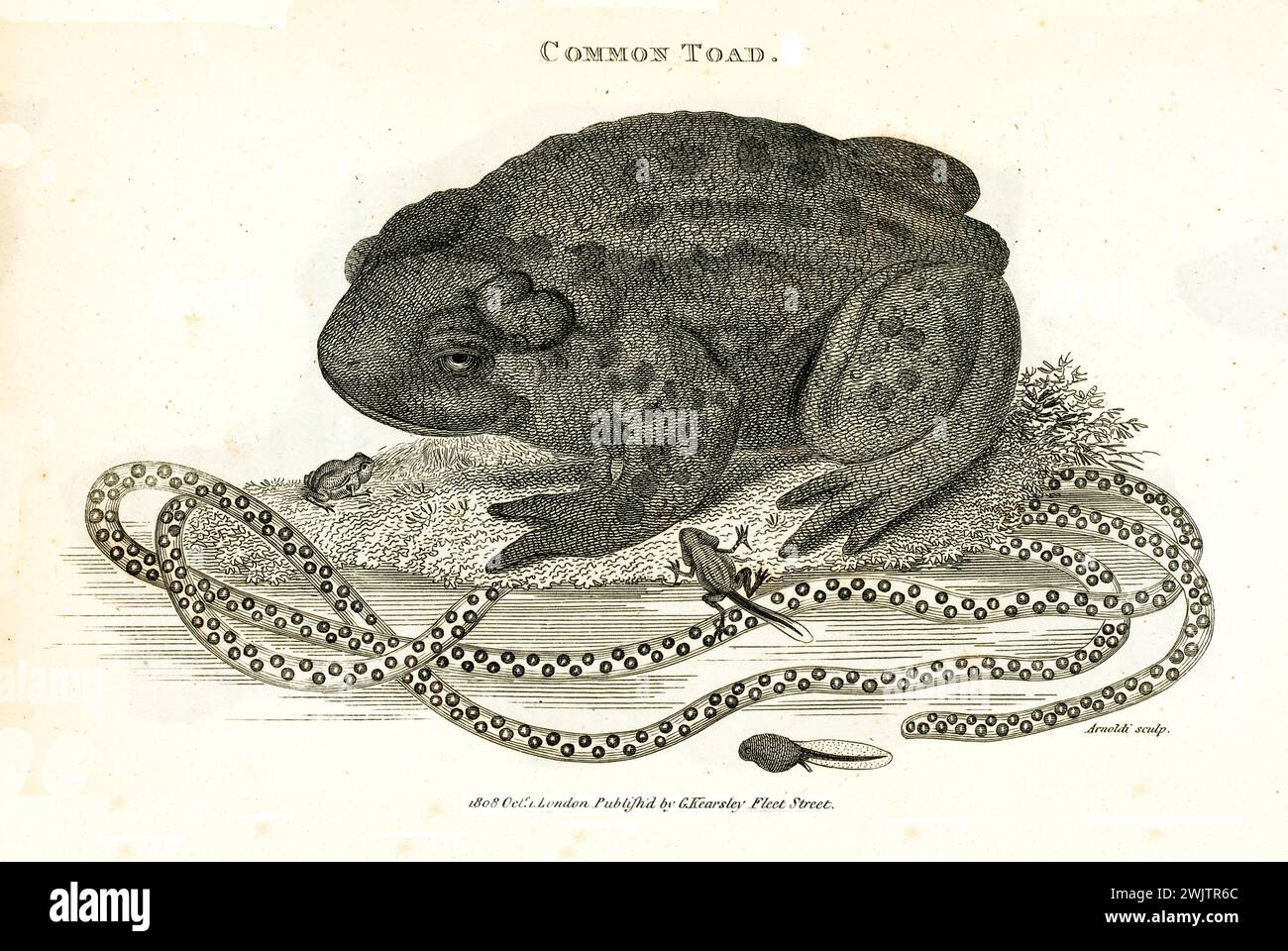Il rospo comune (Bufo bufo) è mostrato nelle fasi di vita dal tadpole all'adulto in postura accovacciata, con incisione dettagliata del 1809 di George Shaw. Foto Stock