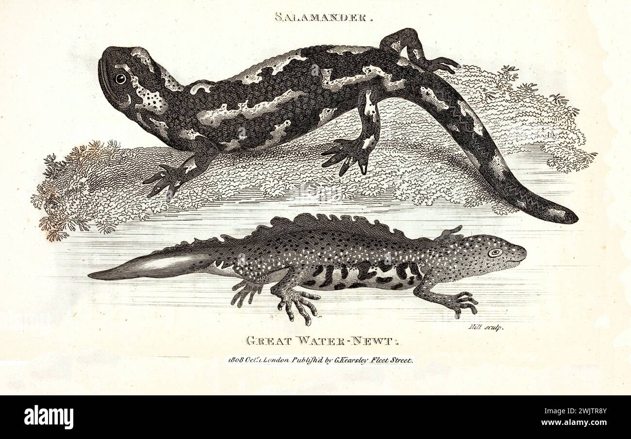 Great Water Newt and Salamander in profile, Early herpetological Engraving di George Shaw, pubblicato nel 1809, da Zoological Lectures. Foto Stock