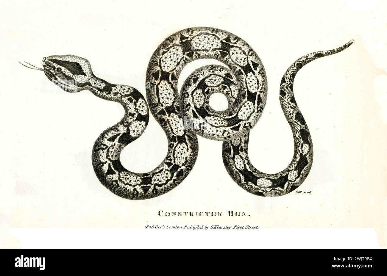 Boa constrictor raffigurato in forma a spirale, incisione scientifica dettagliata di George Shaw da Zoological Lectures, pubblicata nel 1809. Foto Stock