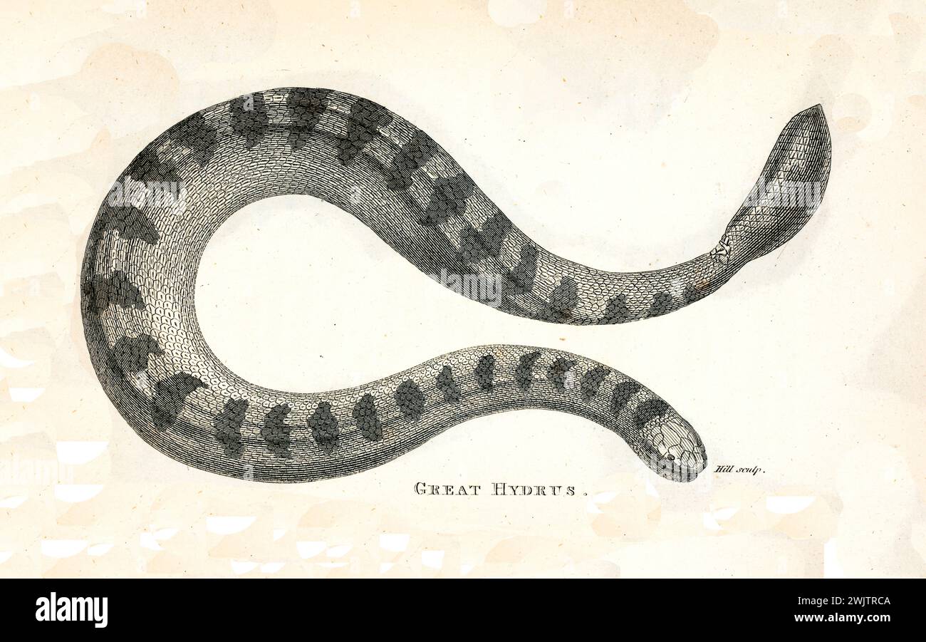 Incisione del 1809 del grande Hydrus (Hydrophis sp.), serpente marino corposo con posa a spirale, coda piatta e intricati motivi in scala su bianco. Foto Stock