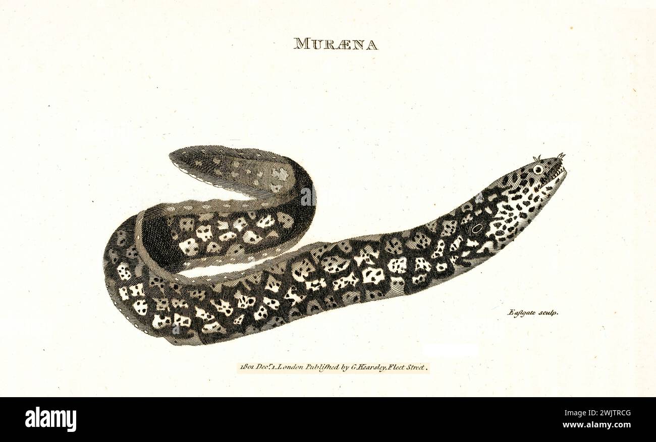 Incisione del 1809 di Muraena (Muraena helena), raffigurata in un'elegante curva con un preciso motivo della pelle e una texture dettagliata, isolata su sfondo bianco. Foto Stock