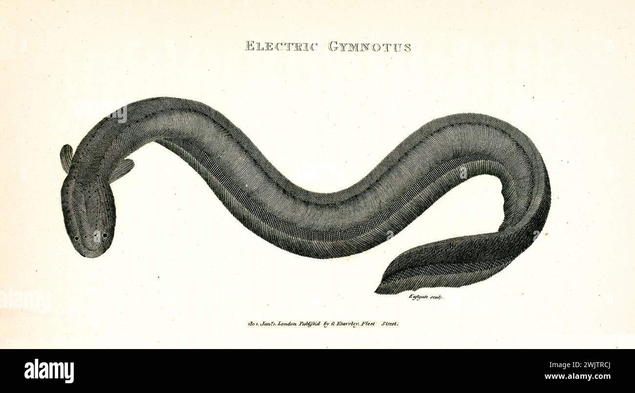 Incisione dettagliata 1809 del Gymnotus elettrico (Electrophorus electricus), corpo a spirale con ombreggiatura sottile, isolato su sfondo bianco. Foto Stock