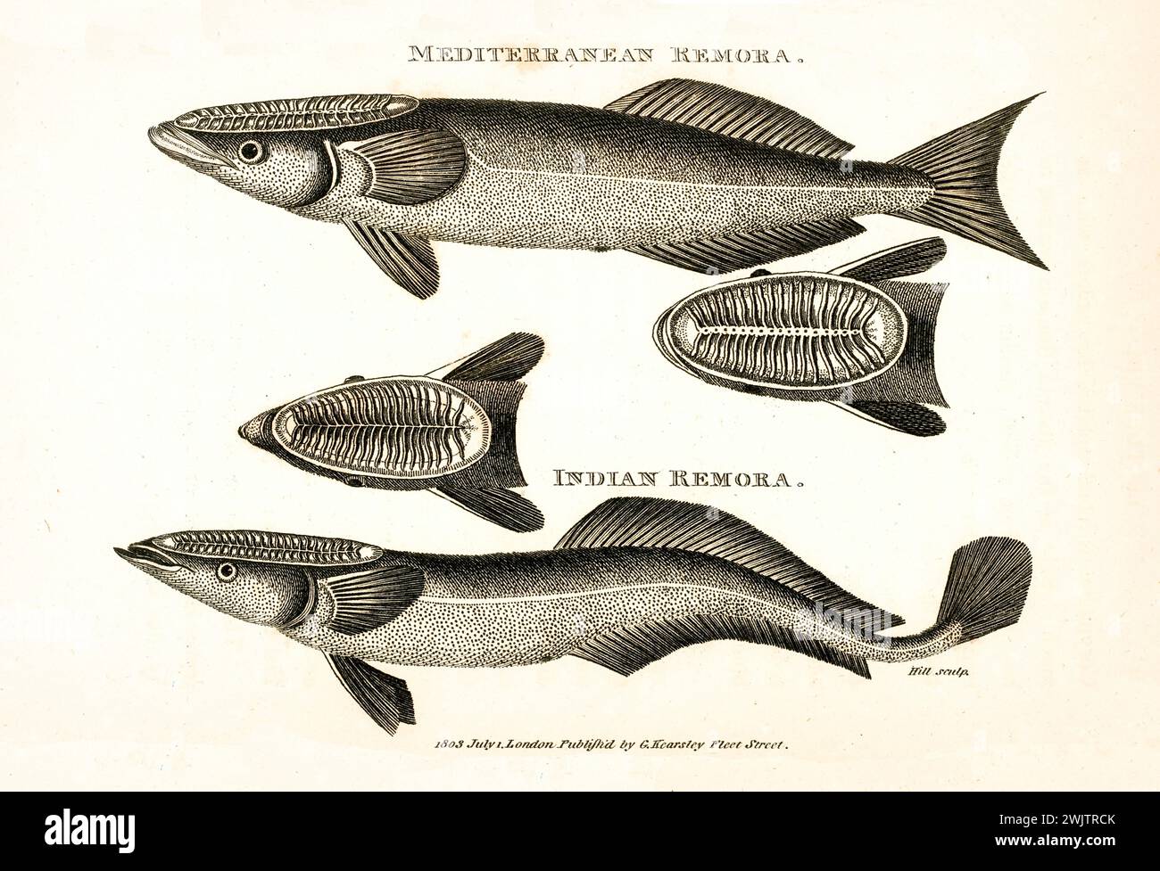 Incisione del 1809 di remora mediterranee e indiane (Remora remora), con dettagli anatomici della testa, mostrati su sfondo bianco in layout comparativo Foto Stock