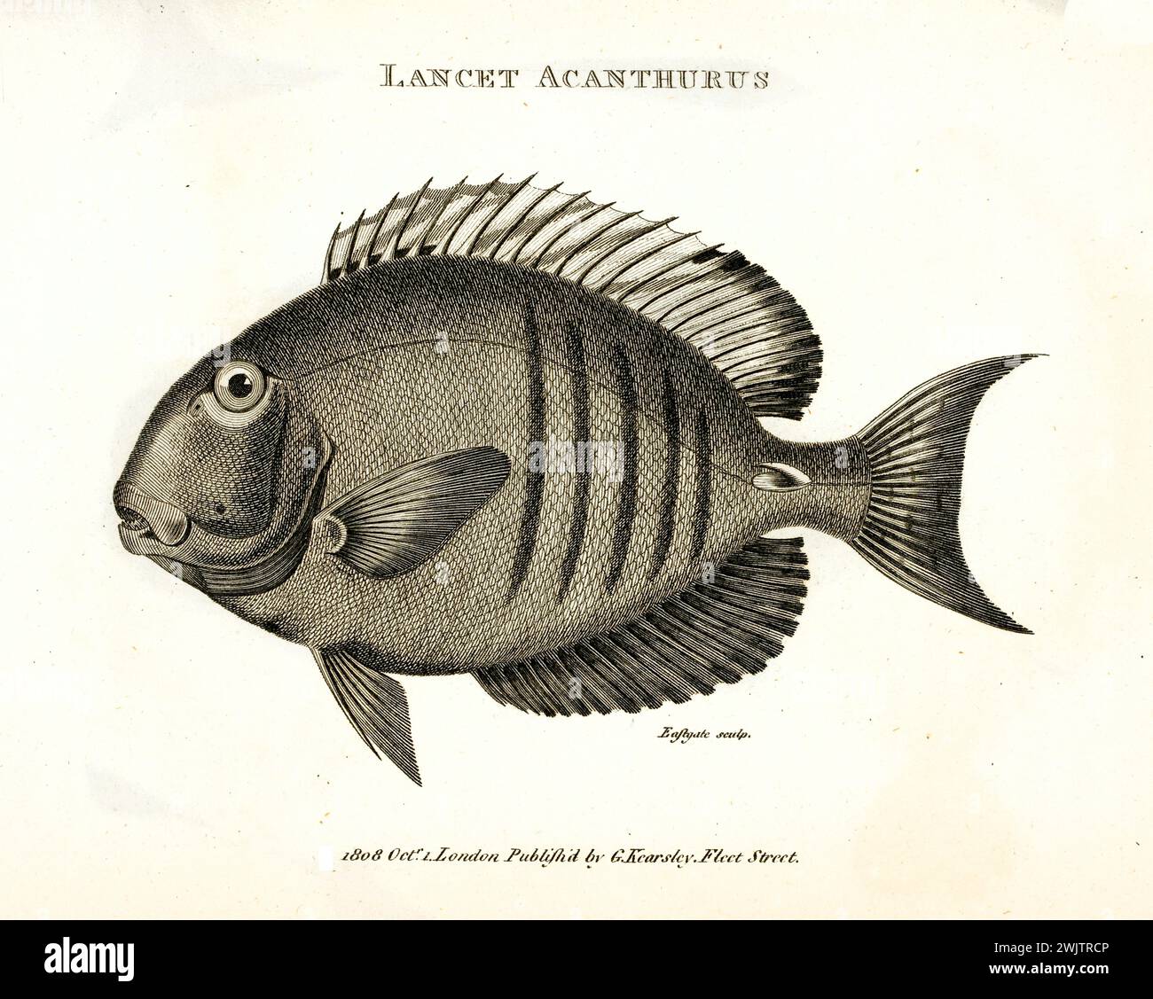 Incisione dettagliata del 1809 di Lancet Achanturus (Acanthurus sp.), piccolo pesce tropicale con coda a mezzaluna e spine superiori, mostrato in profilo su bianco. Foto Stock