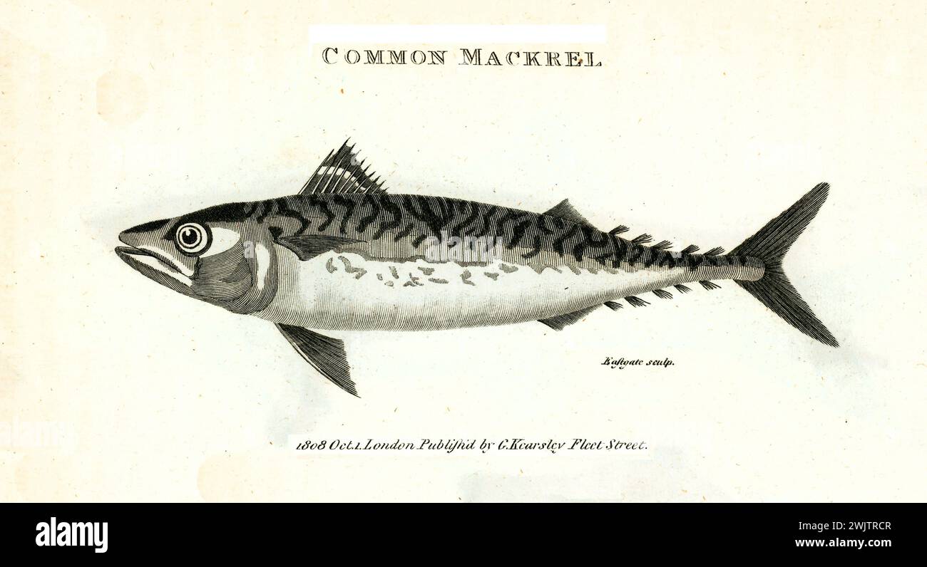 Incisione fine del 1809 dello sgombro comune (Scomber scombrus), pesce allungato di piccole dimensioni con corpo striato, mostrato in profilo su sfondo bianco. Foto Stock