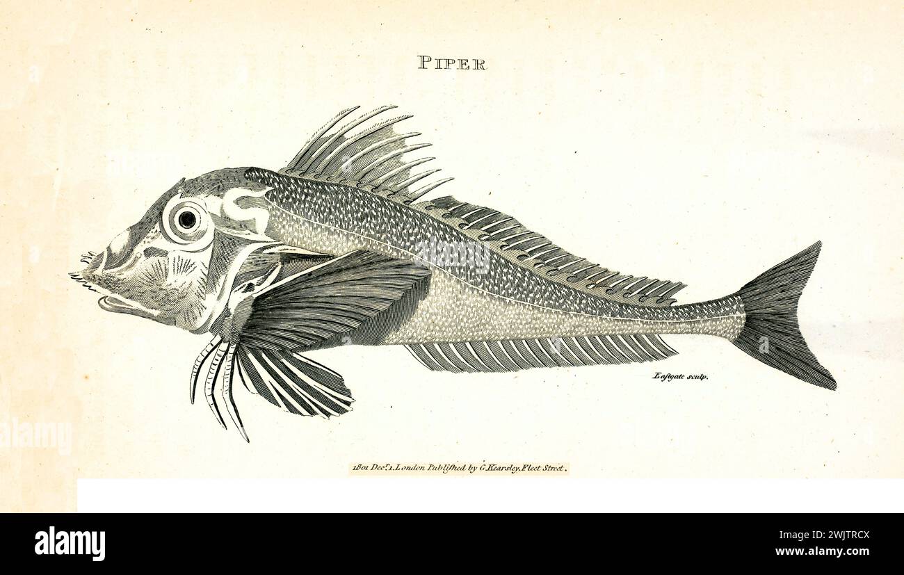 Incisione da 1809 di Piper (Trigla sp.), pesce marino con spine dorsali e bocca larga, mostrato in profilo con linework dettagliato su sfondo bianco. Foto Stock