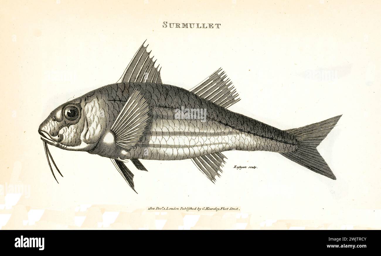 Raffinata incisione del 1809 di Surmullet (Mullus surmuletus), piccoli pesci con doppie pinne dorsali e corpo in scala, mostrati in profilo con un ricco linework sul bianco. Foto Stock