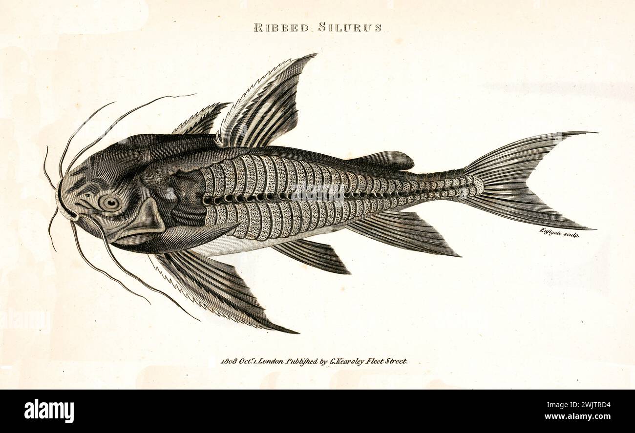 Incisione del 1809 di Silurus a coste (Silurus glanis), specie simili a pesci gatto con barbels e corpo a costine, finemente dettagliate su sfondo bianco. Foto Stock
