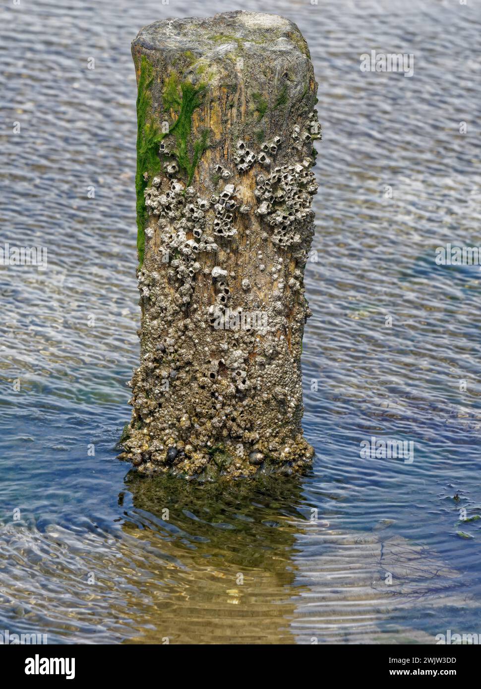 Barnacoli di mais (Semibalanus balanoides) a Wooden groyne, Mare del Nord, Germania Foto Stock