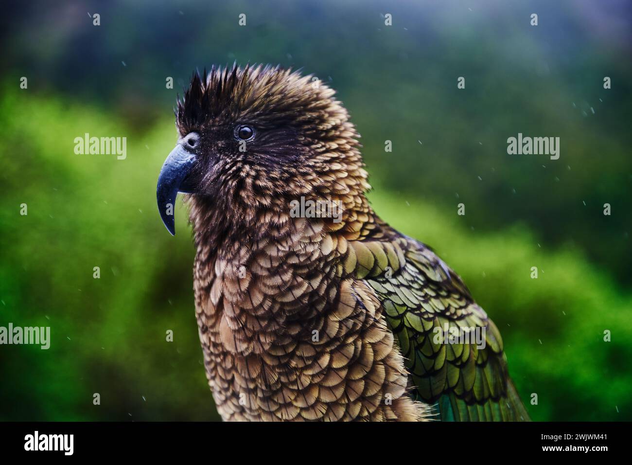 Il Kea, un pappagallo alpino nel Fjordland National Park, South Island, nuova Zelanda Foto Stock