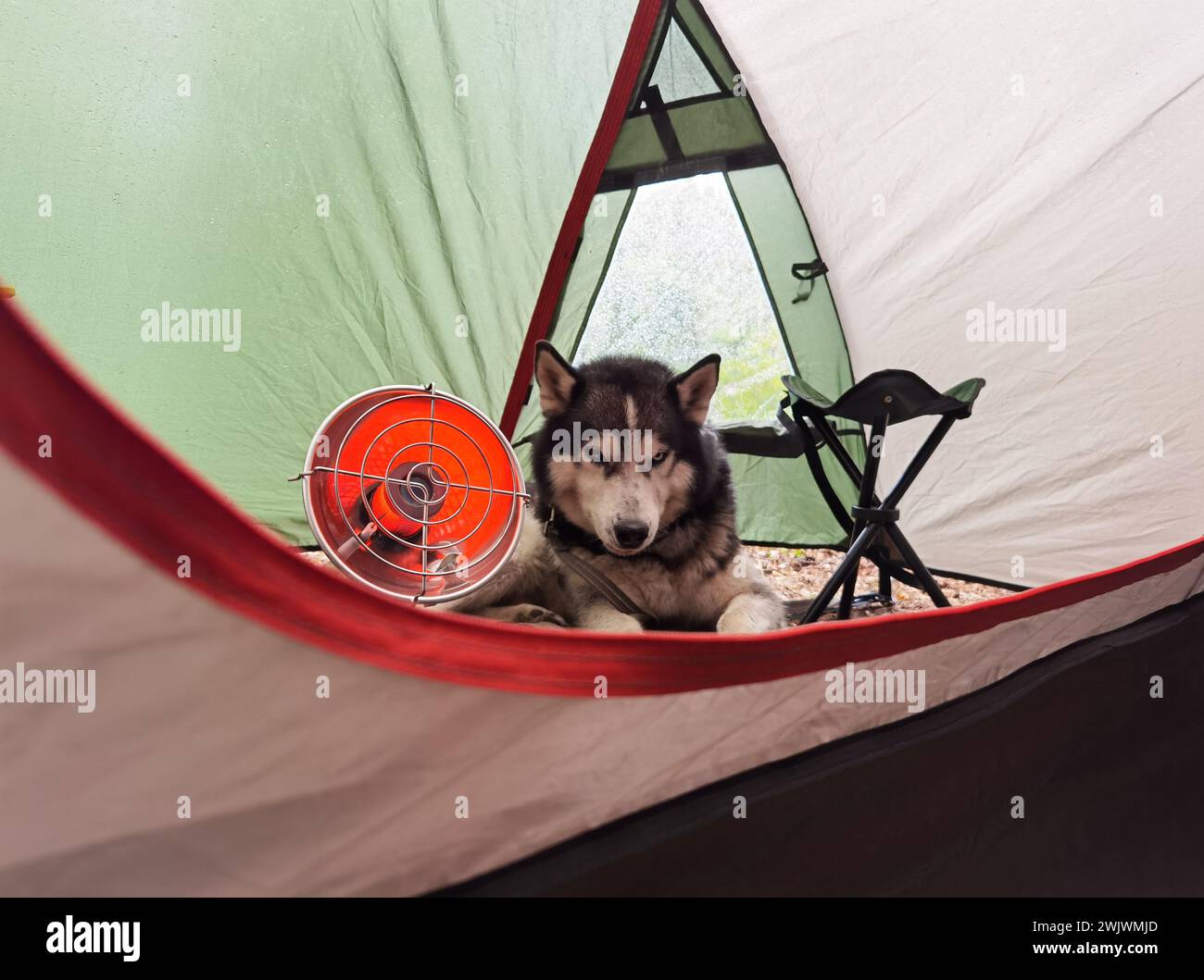 Campeggiare nella natura con una tenda e un riscaldatore, un cane da husky si trova nelle vicinanze. Foto Stock