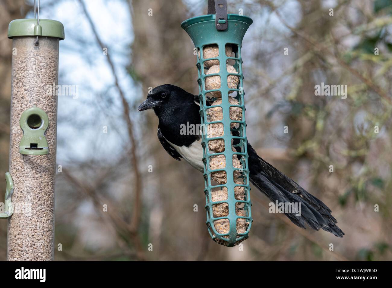 Un magpie (Pica pica) su un alimento per uccelli da giardino durante l'inverno, Inghilterra, Regno Unito, che si nutre di palline di grasso Foto Stock