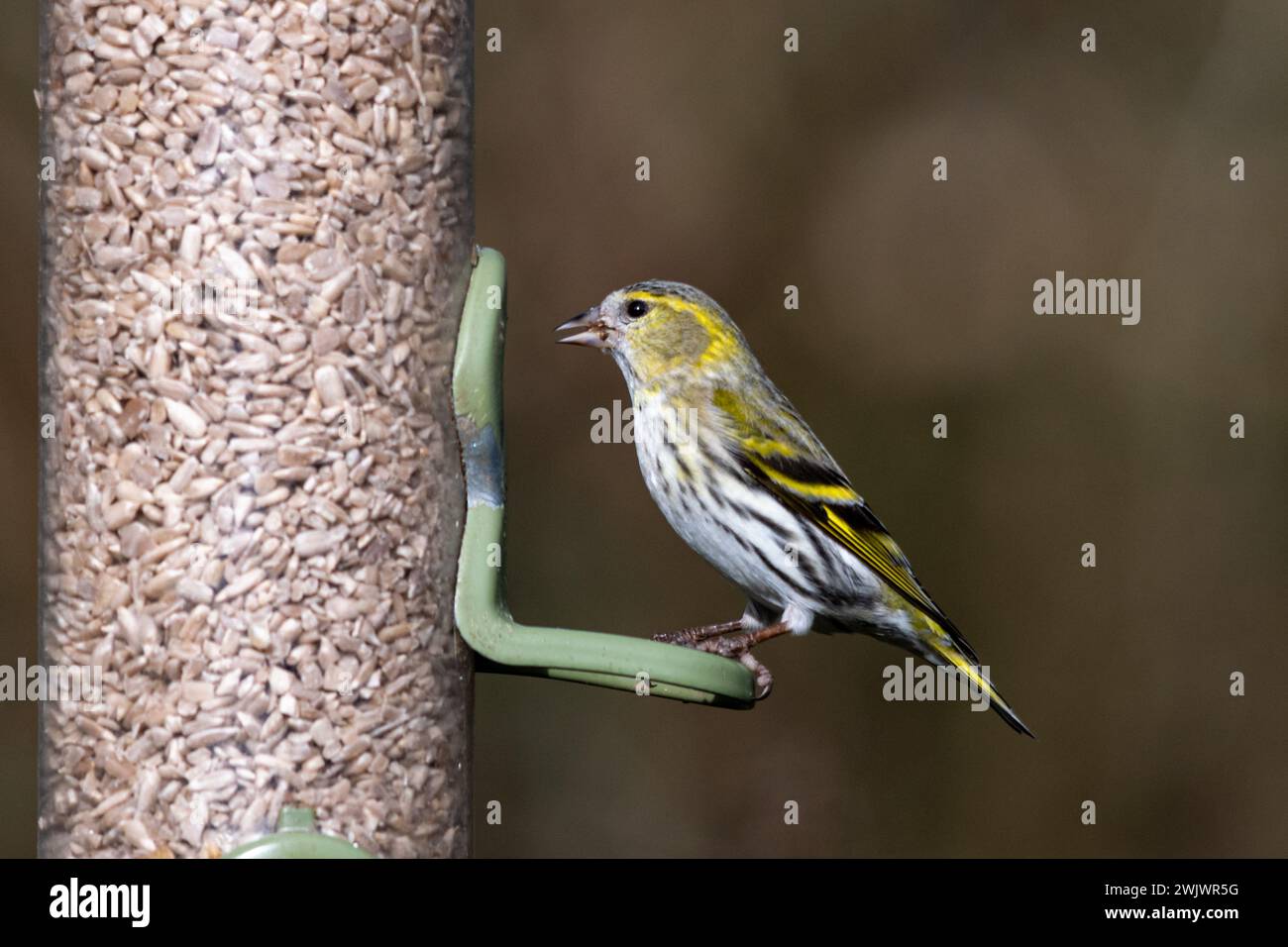 Siskin (Spinus spinus, noto anche come Carduelis spinus) su un alimento per uccelli da giardino durante l'inverno, Inghilterra, Regno Unito Foto Stock