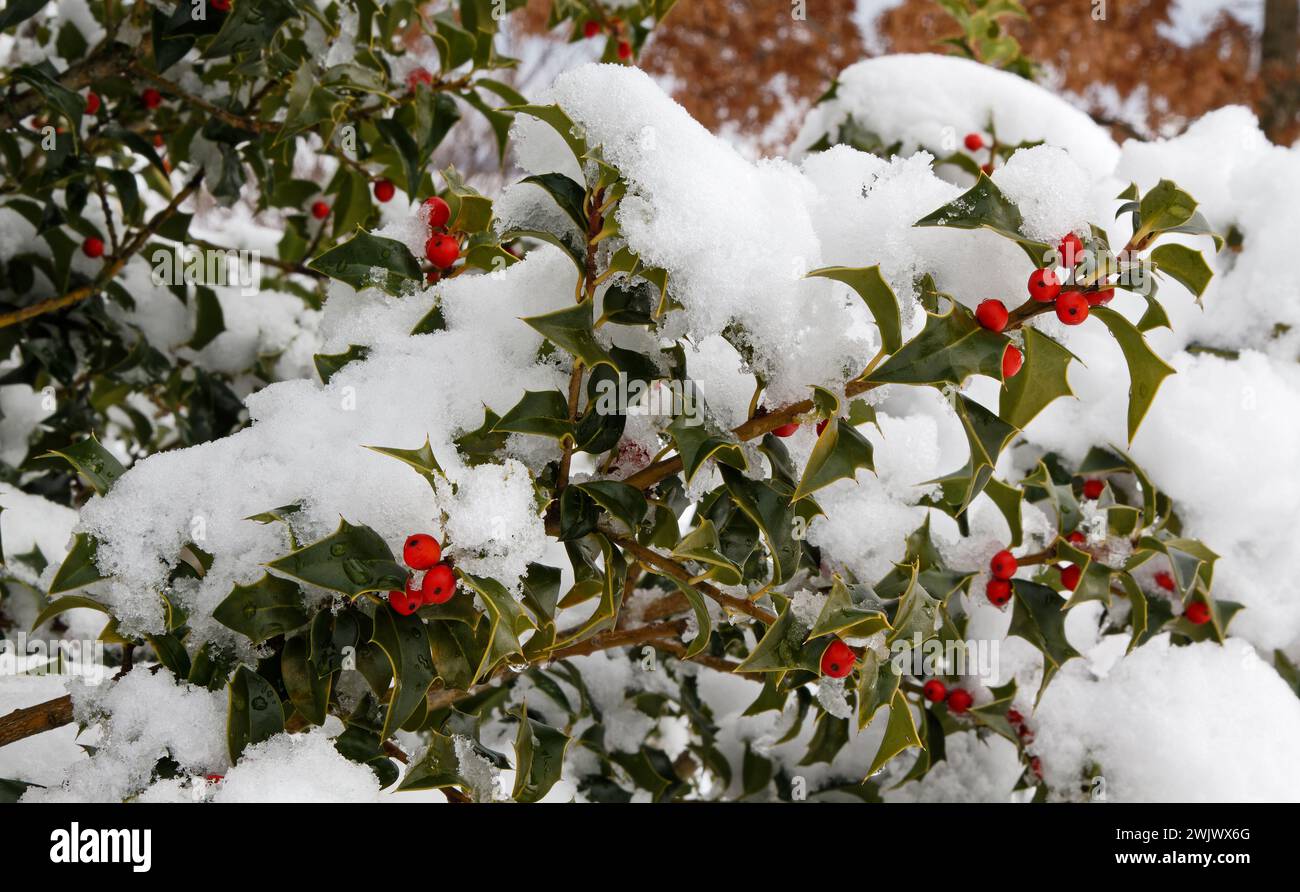 Arbusto americano, calotta da neve, tempesta di neve, eventi meteorologici, foglie a punta verde, bacche rosse, contrasto con il bianco, natura, Pretty, Ilex opaca, inverno, P. Foto Stock