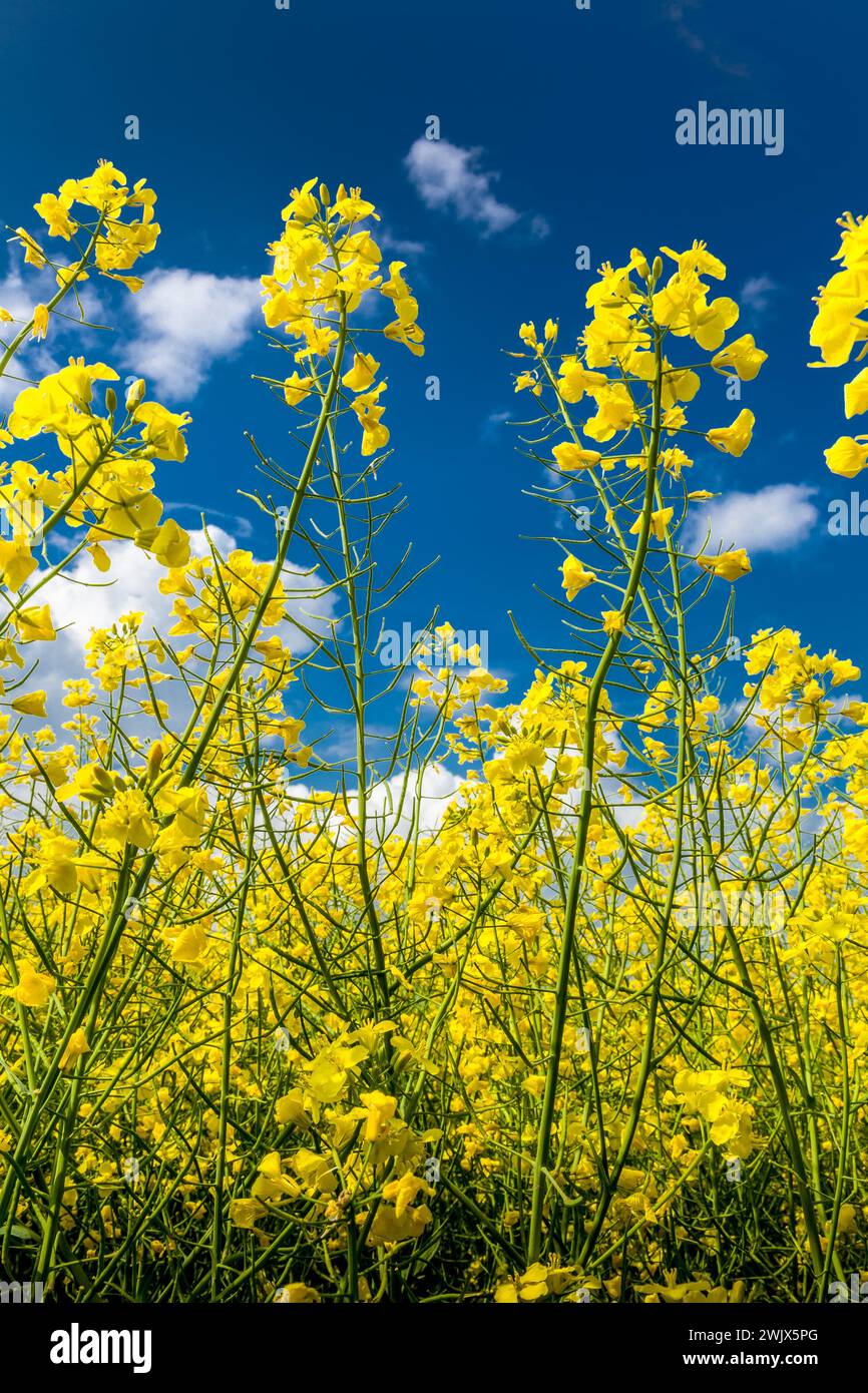 Un campo di canola dall'interno, Rothenburg ob der Tauber, Baviera, Germania Foto Stock