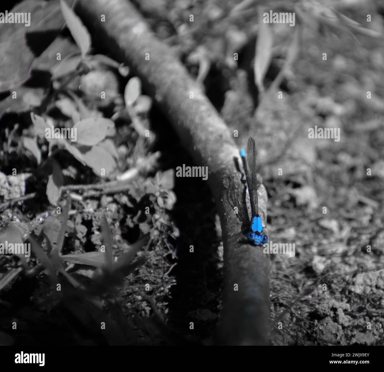 Blue Dragon Fly Foto Stock