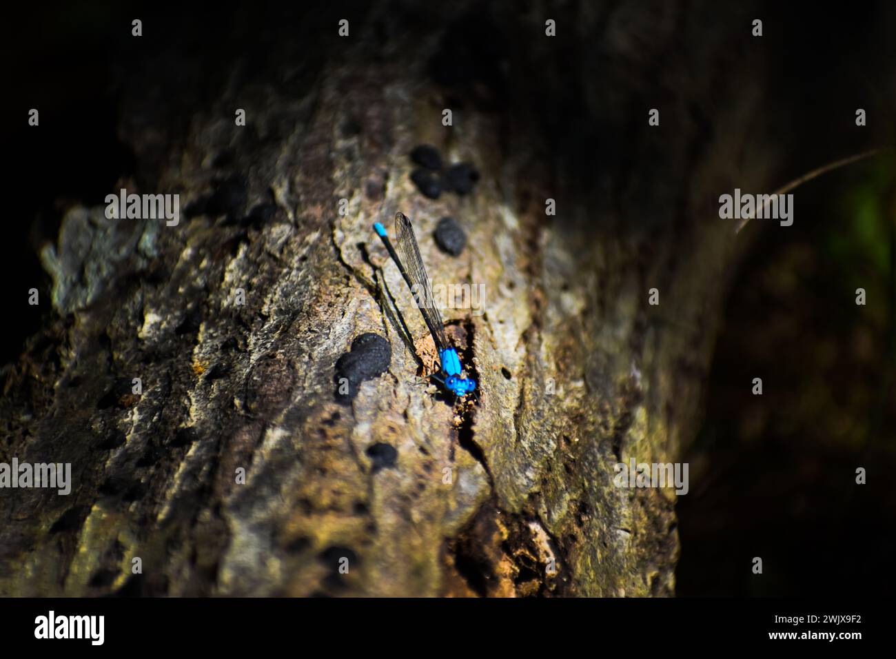 Blue Dragon Fly Foto Stock